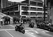 Elephants from Cole Brothers Circus parade through downtown Los Angeles, 1953