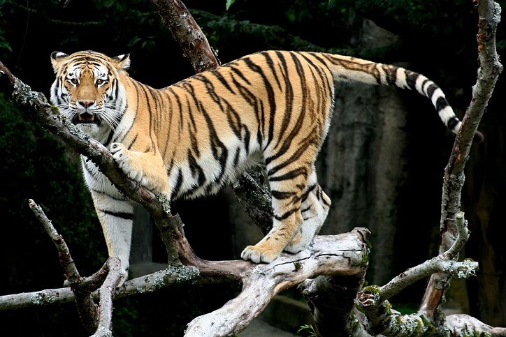 Tiger evolution in wildlife